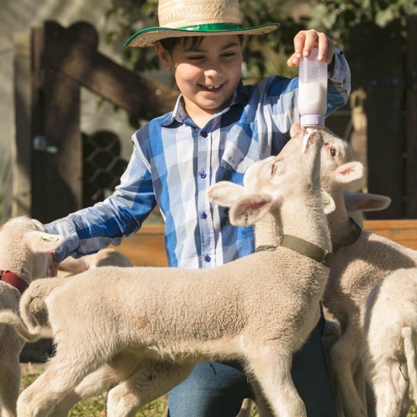 Tour Caminho de Pedras Privativo – Uma Jornada pela História e Tradição da Serra Gaúcha