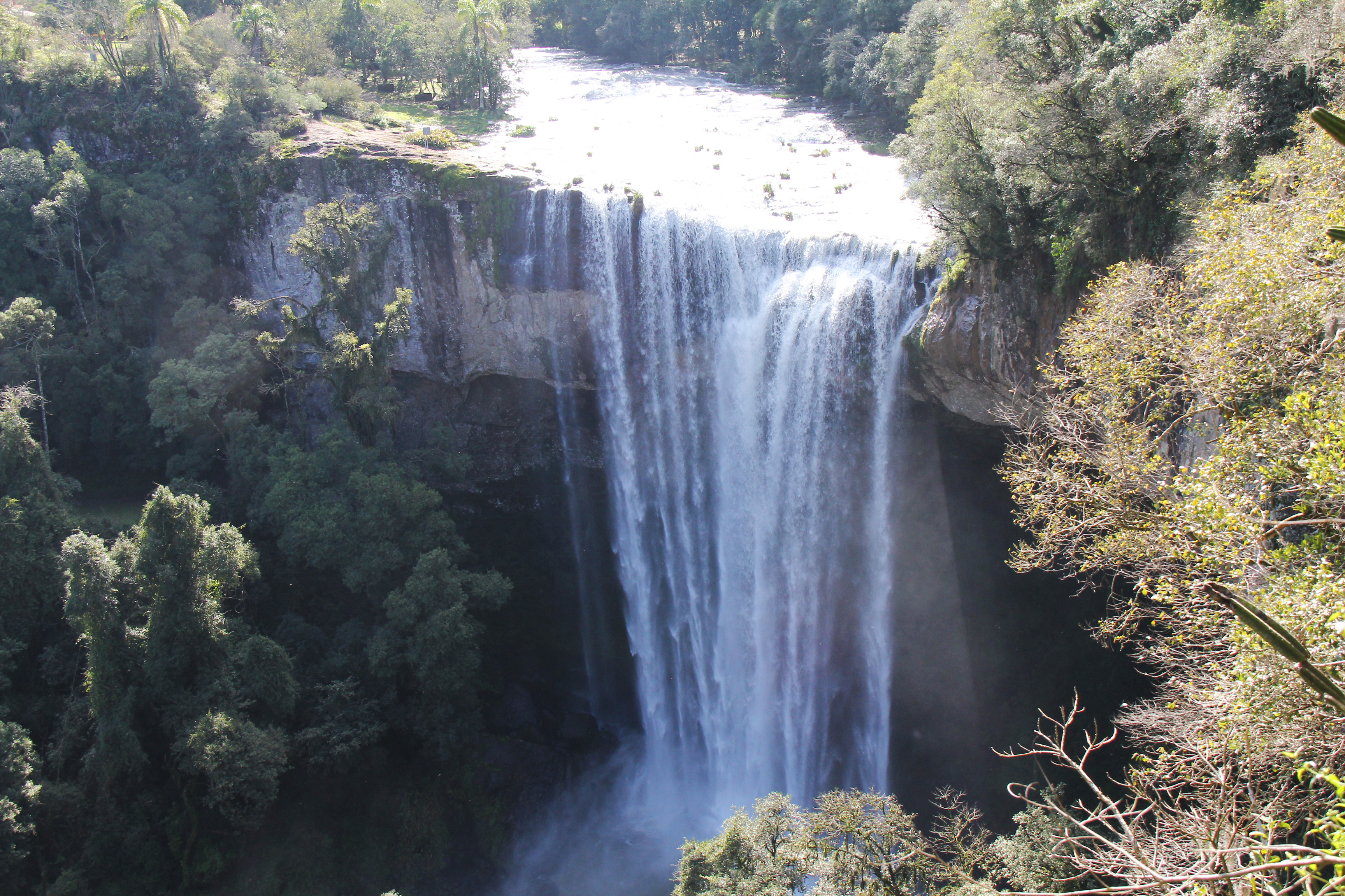Floricultura em Farroupilha Comprar Flores Online Isabela Flores