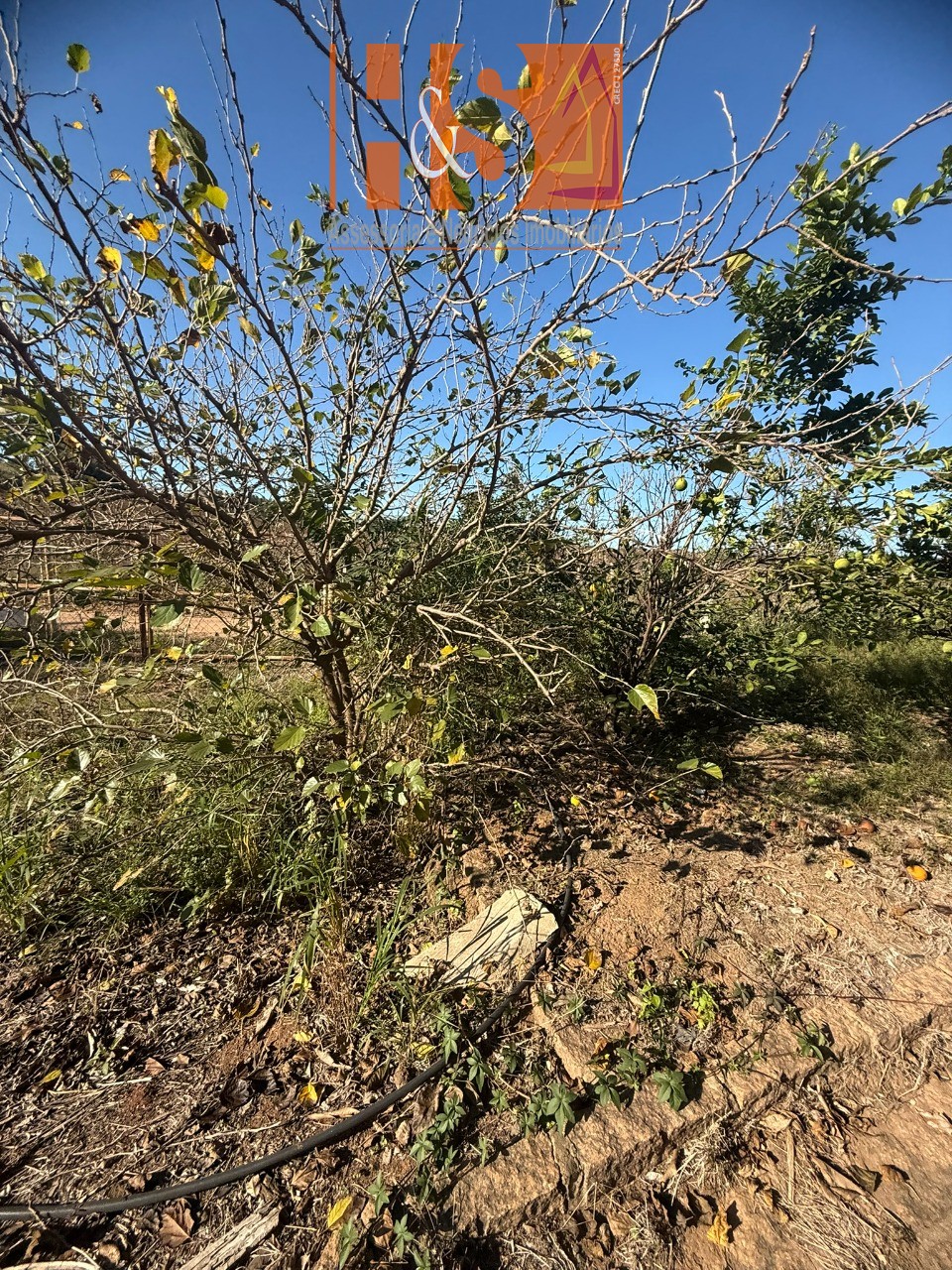 Sítio, 5 quartos, 2 hectares - Foto 186