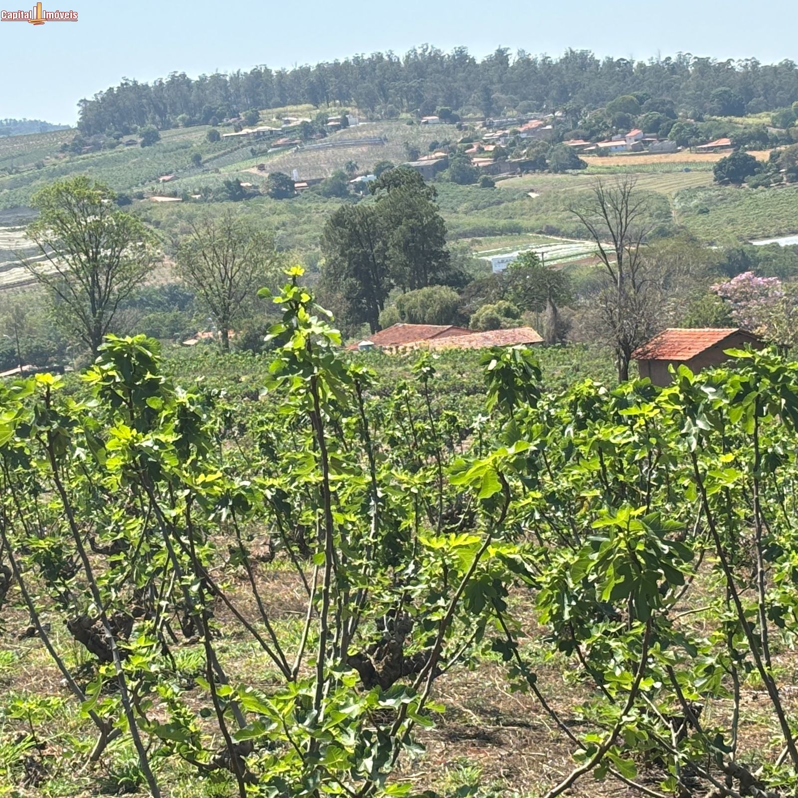 Fazenda, 5 hectares - Foto 8