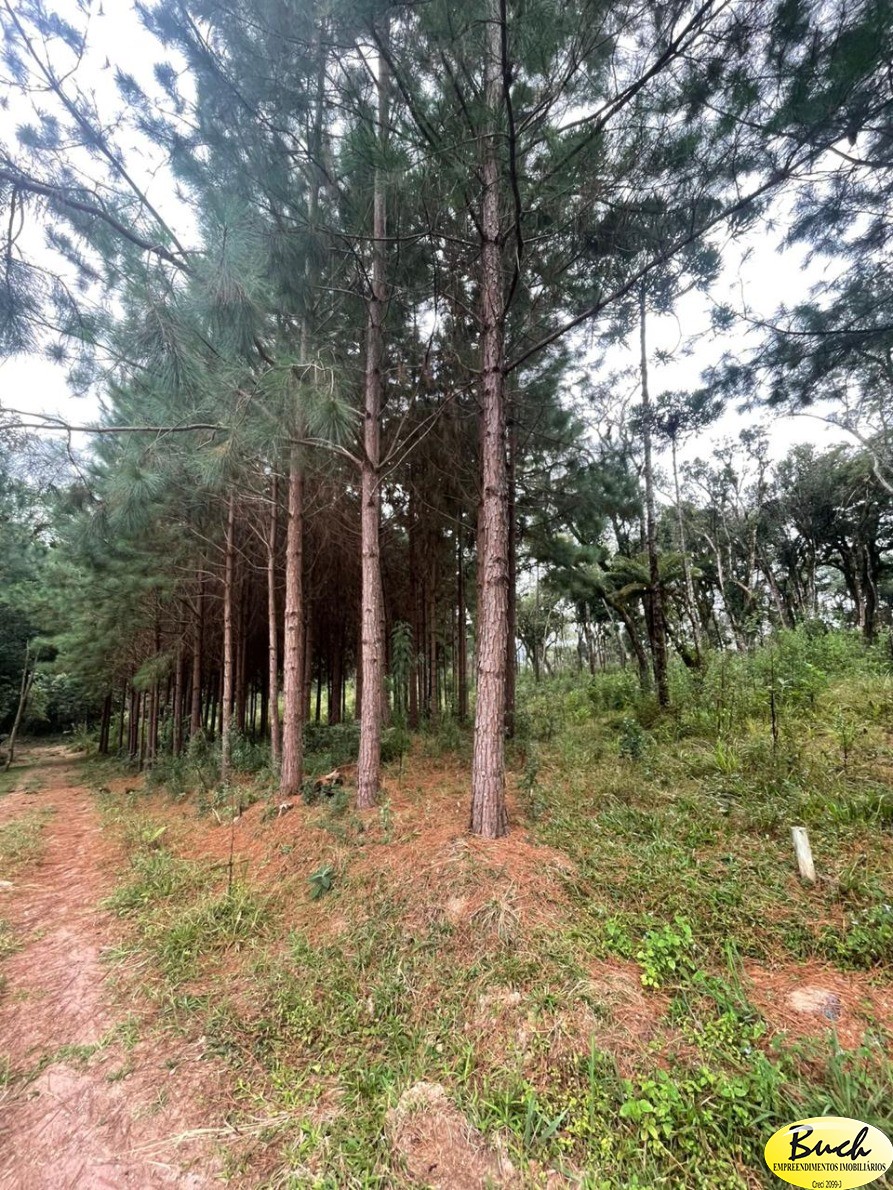 Terreno, 3 hectares - Foto 3