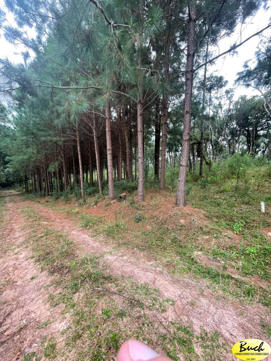 Terreno, 3 hectares - Foto 4
