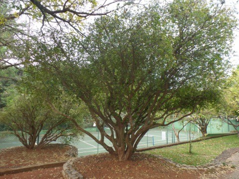 Casa de Condomínio, 4 quartos - Foto 28