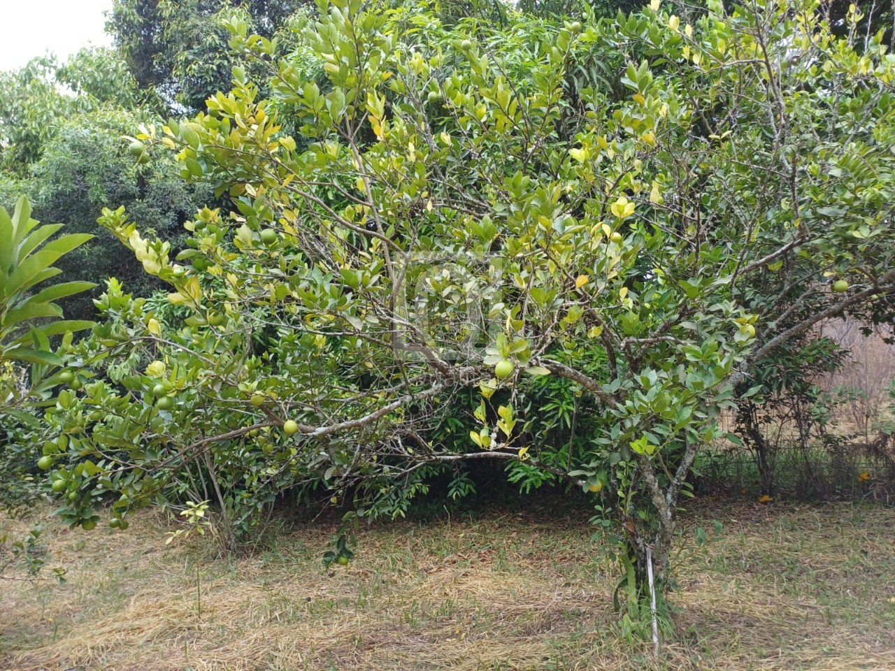 Chácara, 2 quartos, 5000 m² - Foto 19