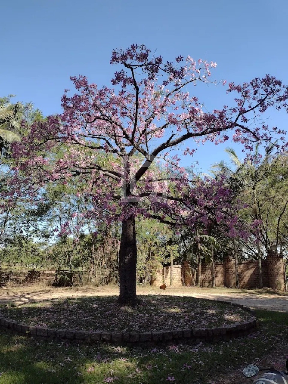 Chácara à venda com 3 quartos, 1000m² - Foto 23