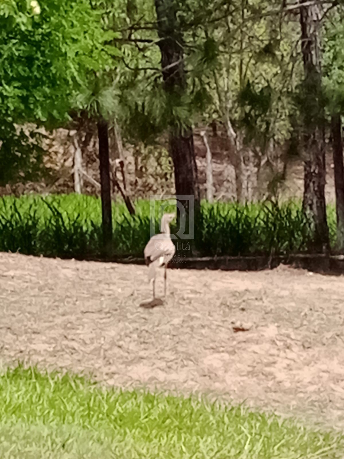 Chácara, 2 quartos, 1000 m² - Foto 61