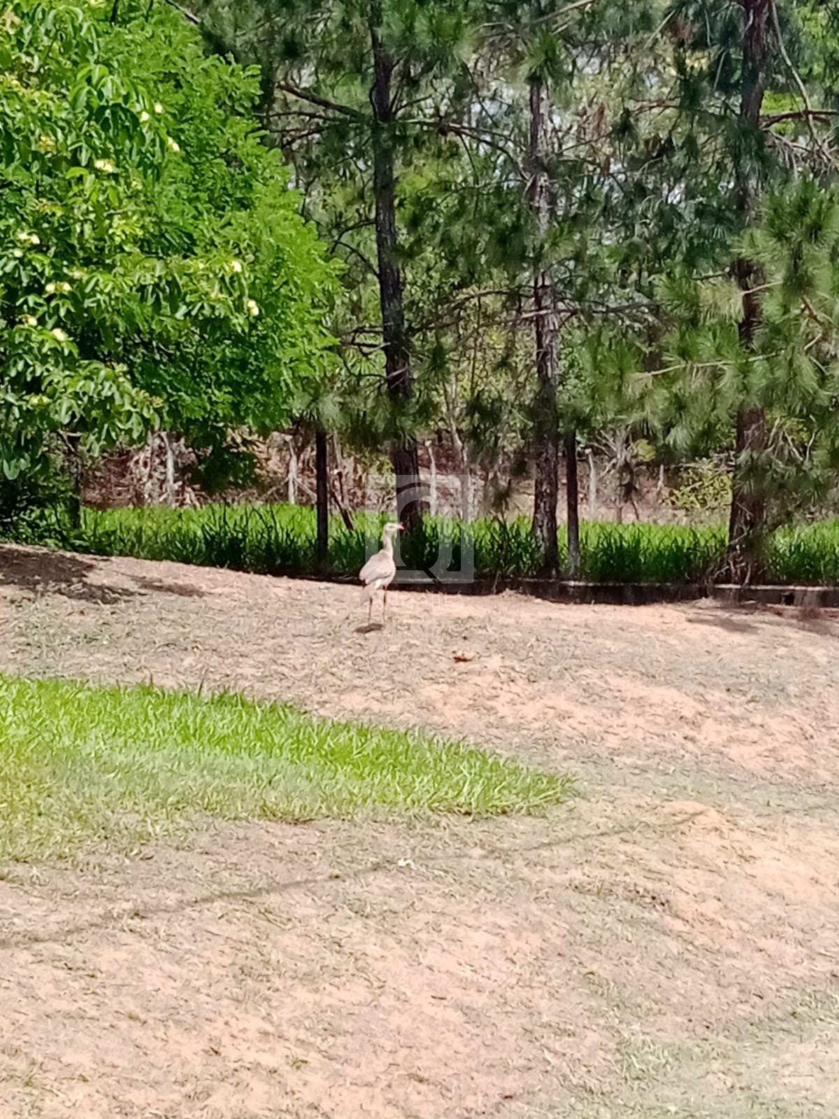 Chácara, 2 quartos, 1000 m² - Foto 59