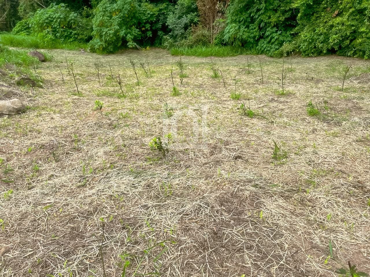 Chácara, 3 quartos, 5 hectares - Foto 34