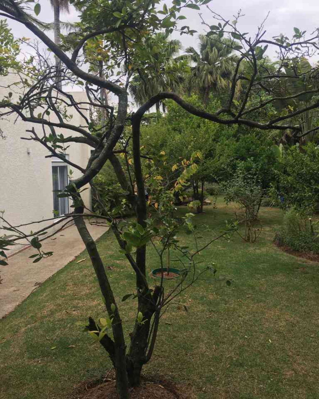 Casa, 4 quartos, 450 m² - Foto 7