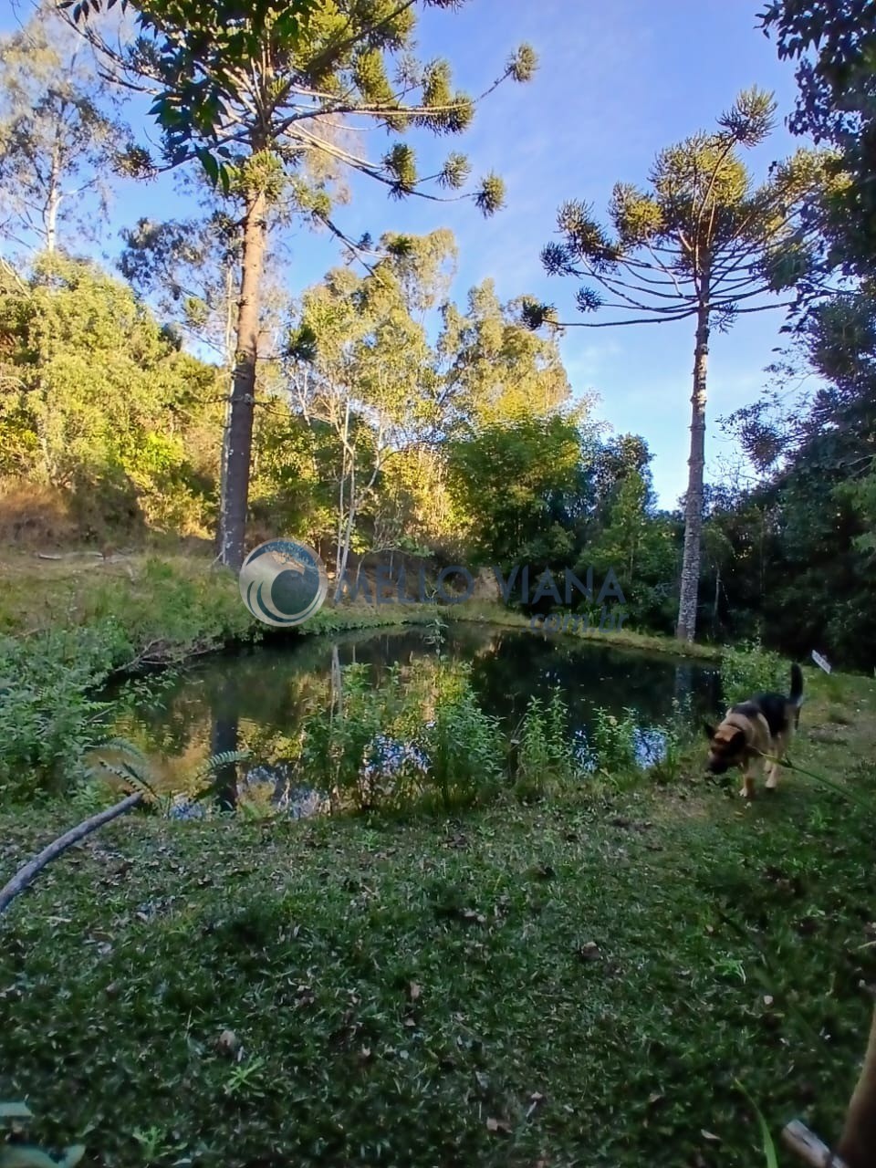 Sítio à venda com 3 quartos, 15m² - Foto 15