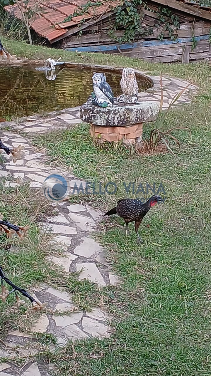 Sítio à venda com 3 quartos, 15m² - Foto 4