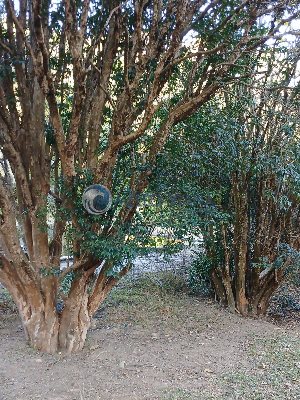 Sítio à venda com 3 quartos, 15m² - Foto 11