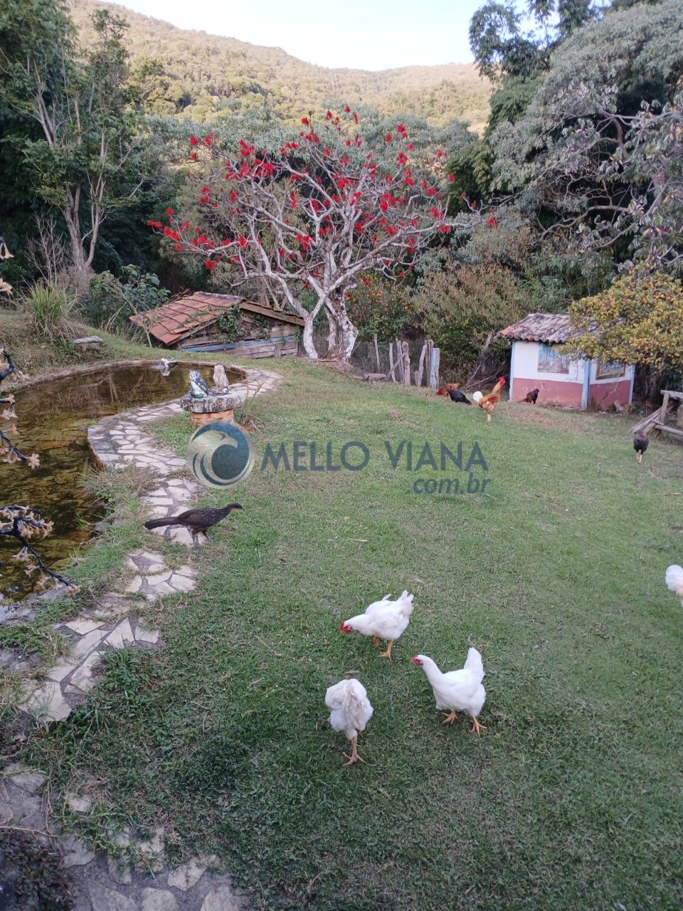 Sítio à venda com 3 quartos, 15m² - Foto 5