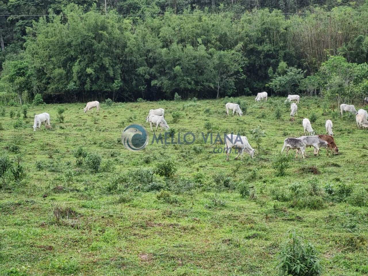 Fazenda-Sítio-Chácara, 128 m² - Foto 5