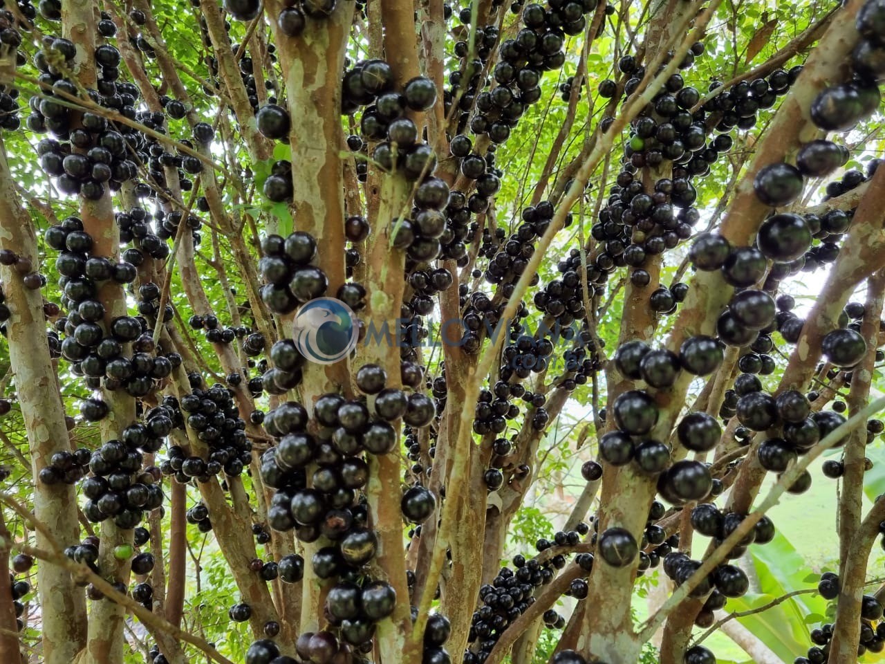 Fazenda, 128 m² - Foto 10