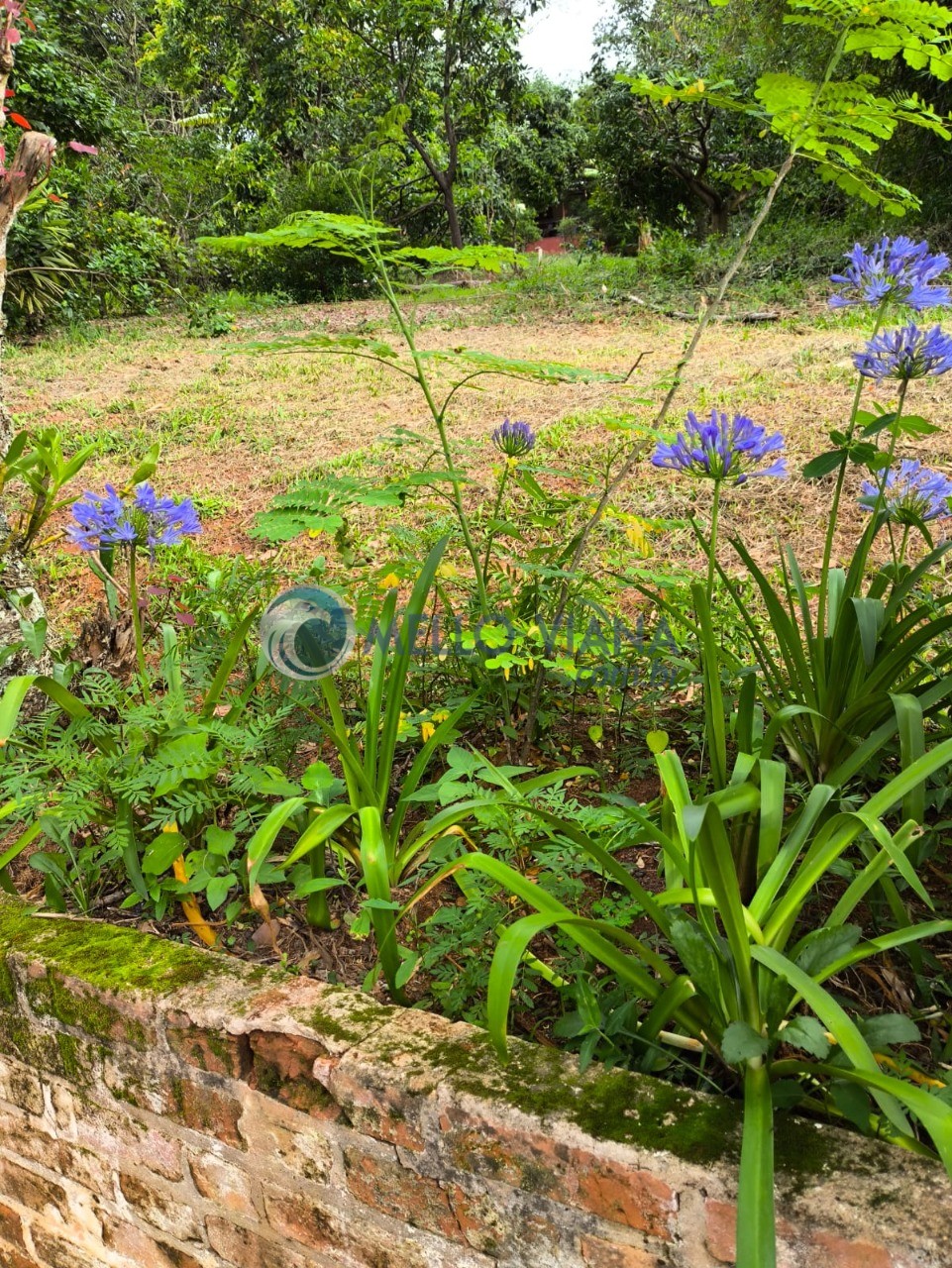 Chácara, 4 quartos, 5000 m² - Foto 13