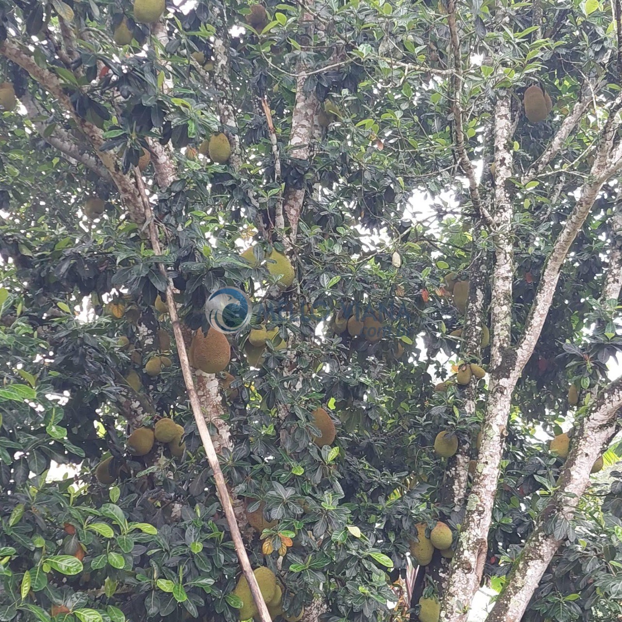 Chácara, 4 quartos, 5000 m² - Foto 5