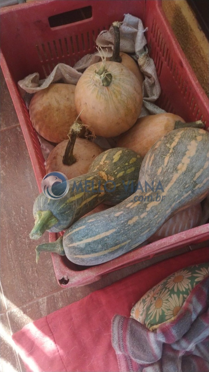 Chácara, 4 quartos, 5000 m² - Foto 3