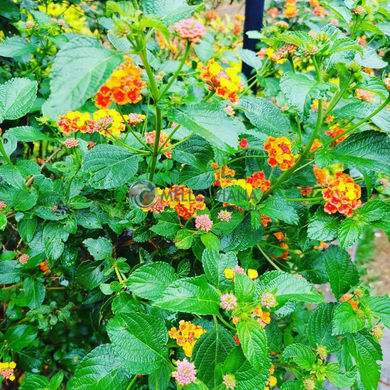 Chácara, 4 quartos, 5000 m² - Foto 11