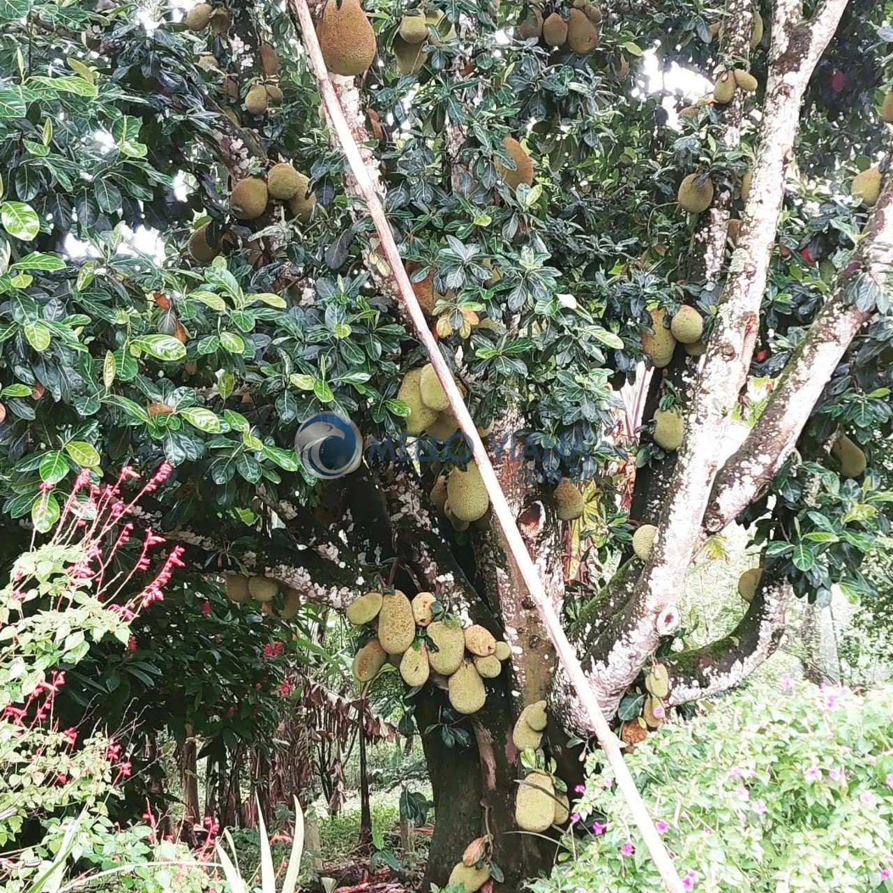 Chácara, 4 quartos, 5000 m² - Foto 6