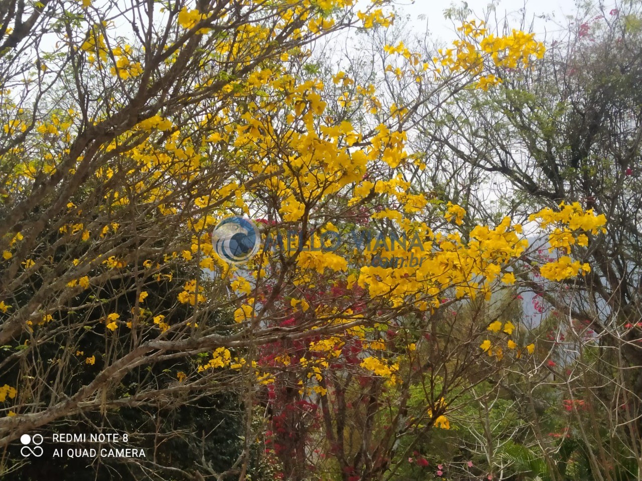 Chácara, 4 quartos, 5000 m² - Foto 30