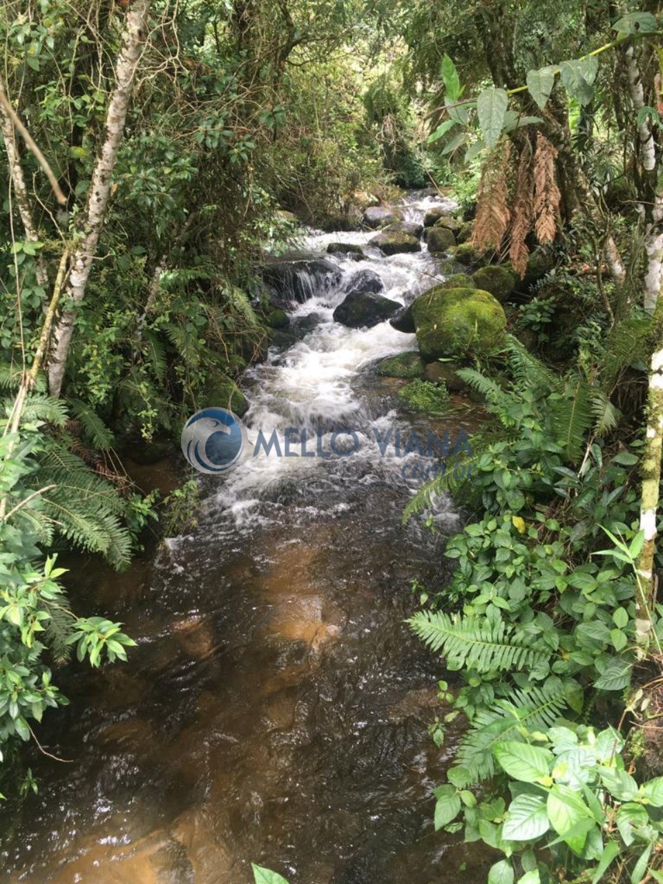 Sítio, 4 quartos, 3 hectares - Foto 8