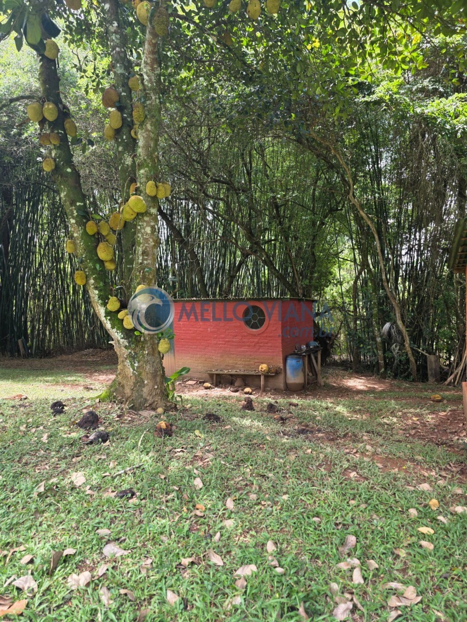 Sítio, 1 quarto, 3374 m² - Foto 17
