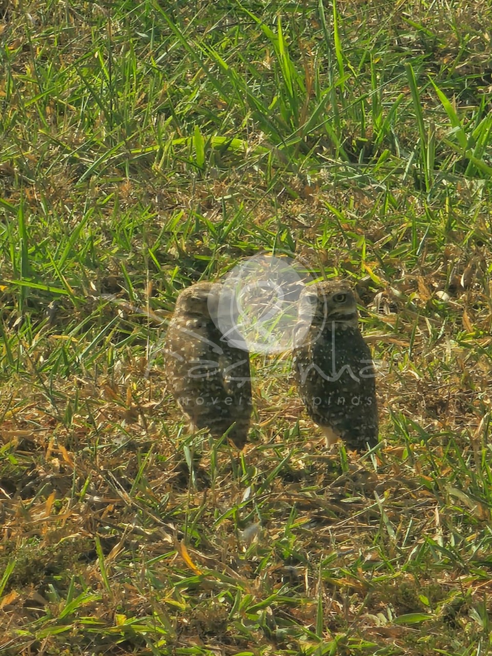 Terreno, 2354 m² - Foto 25