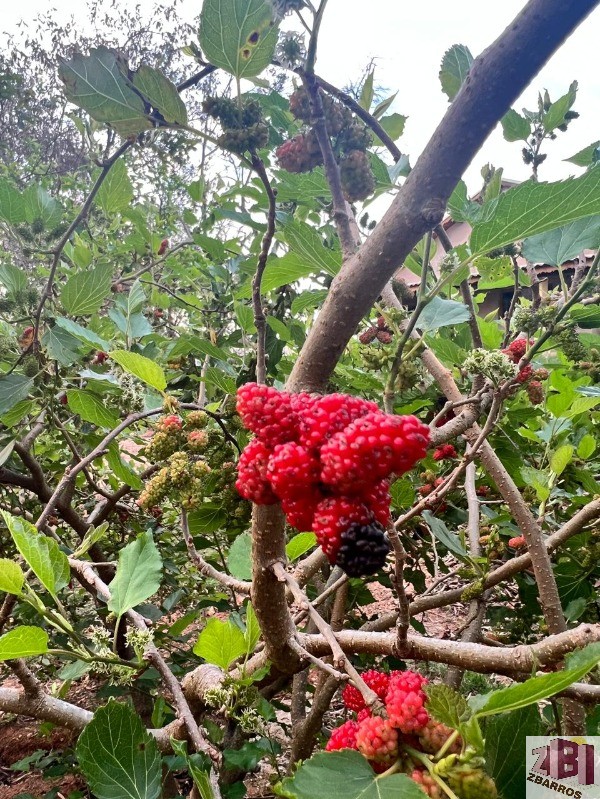 Chácara, 3 quartos, 3500 m² - Foto 2