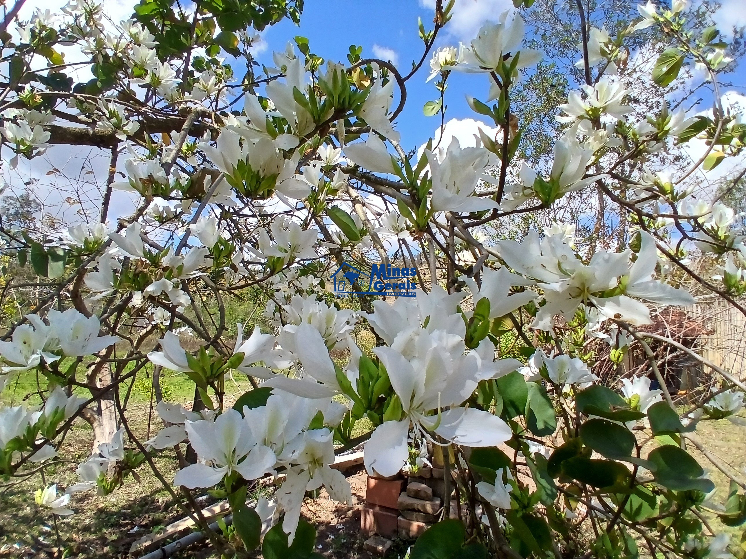 Sítio, 2 quartos, 9300 m² - Foto 22