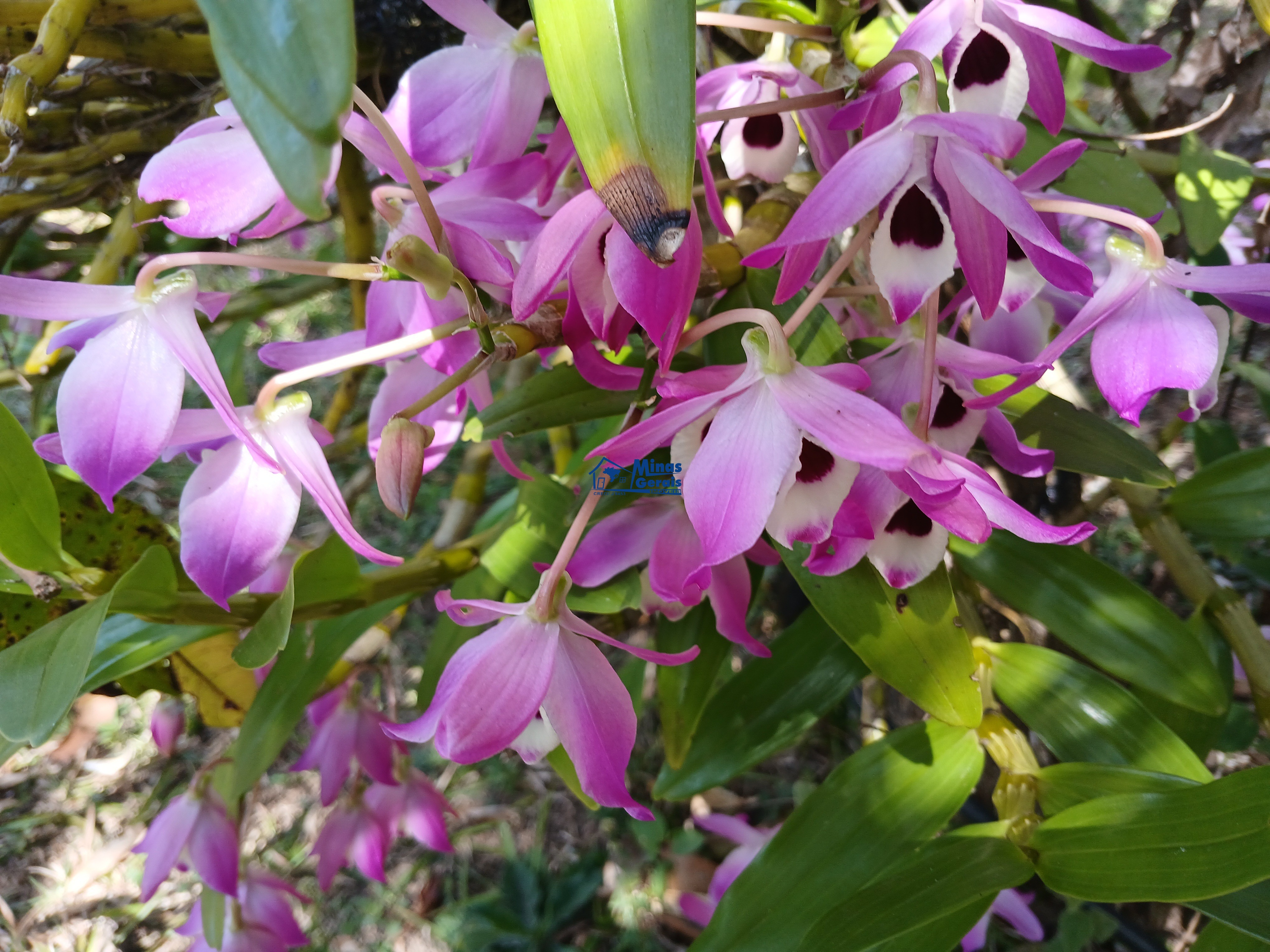 Sítio, 2 quartos, 9300 m² - Foto 21