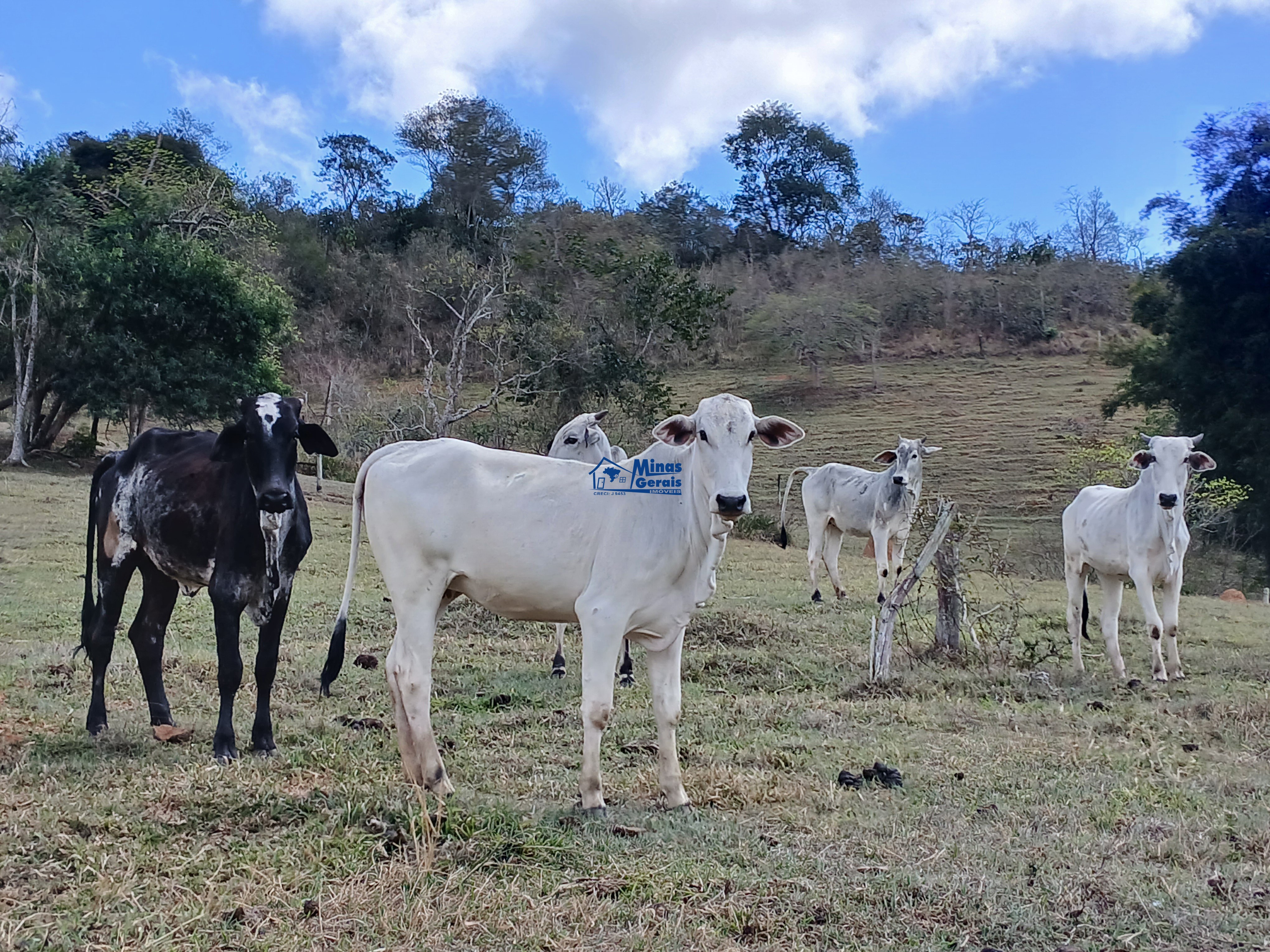 Sítio, 2 quartos, 9300 m² - Foto 26