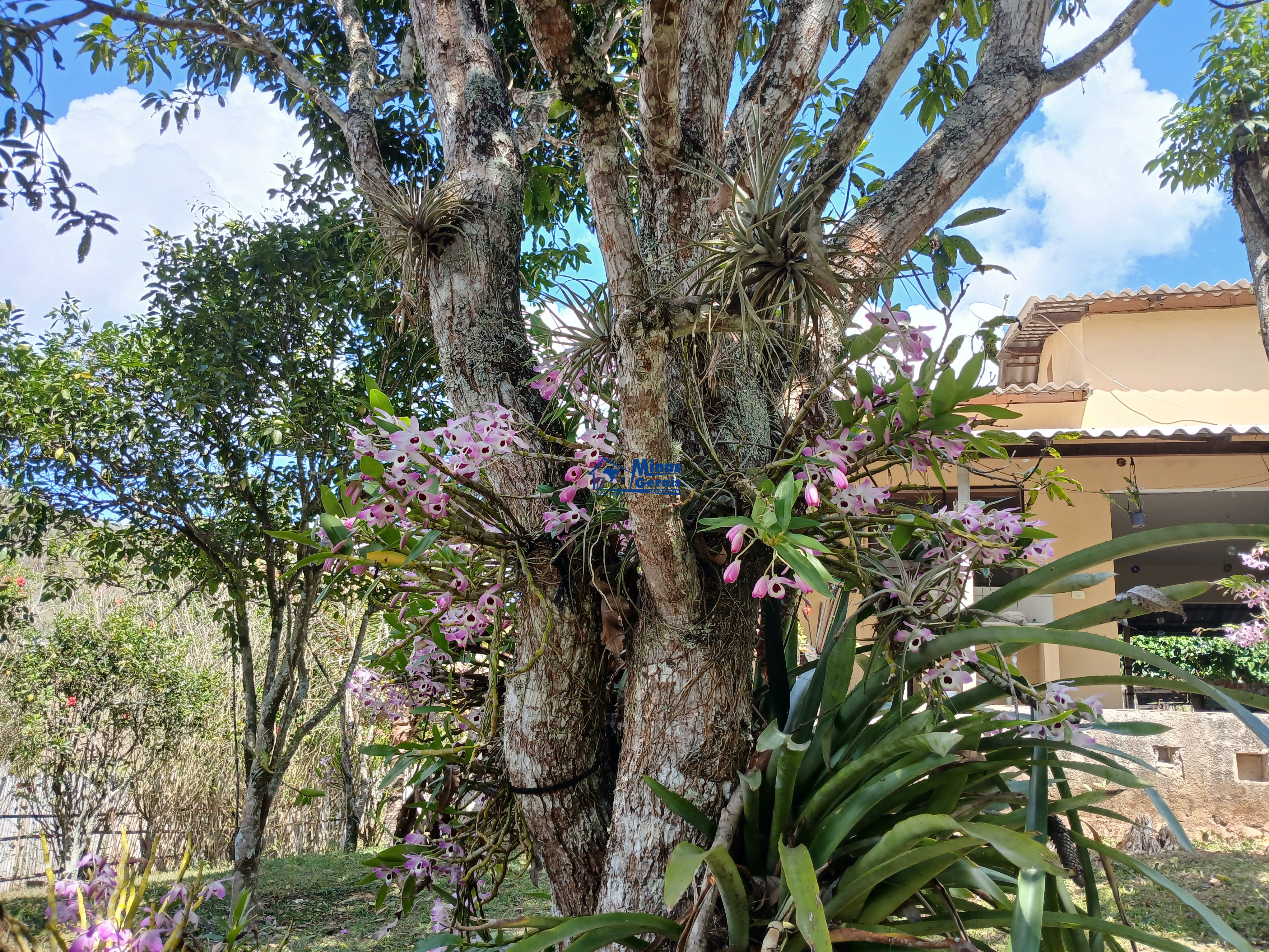 Sítio, 2 quartos, 9300 m² - Foto 20