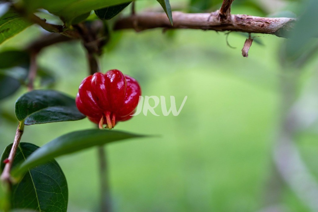 Chácara, 5 quartos, 2500 m² - Foto 21