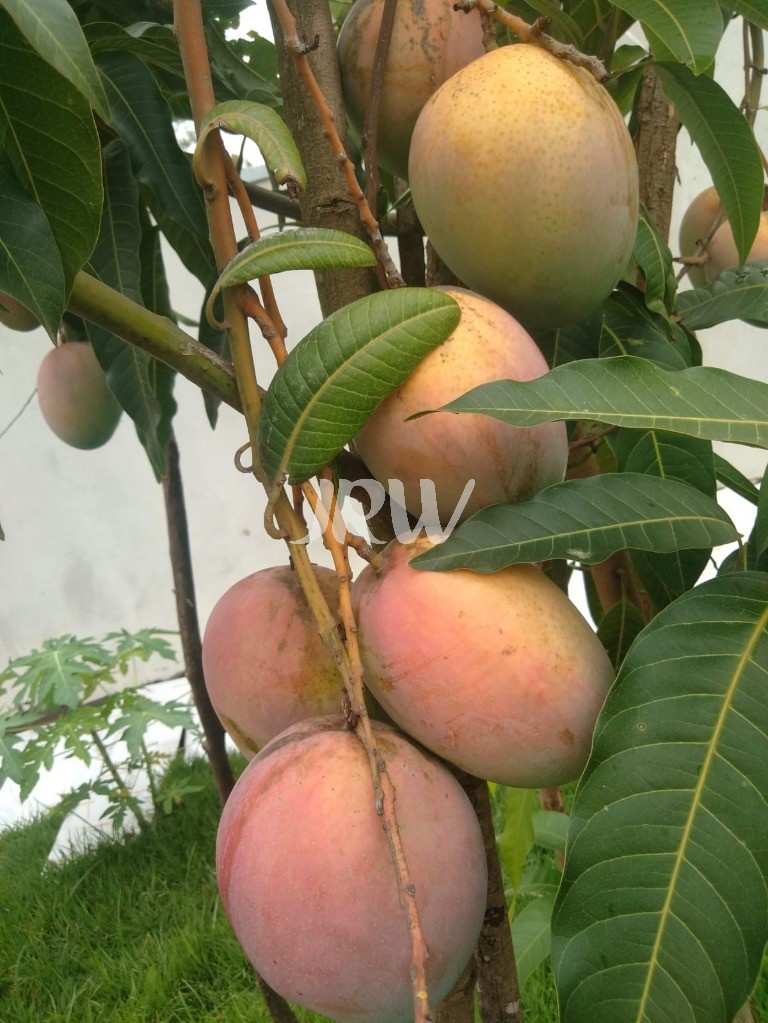 Casa, 2 quartos, 300 m² - Foto 22