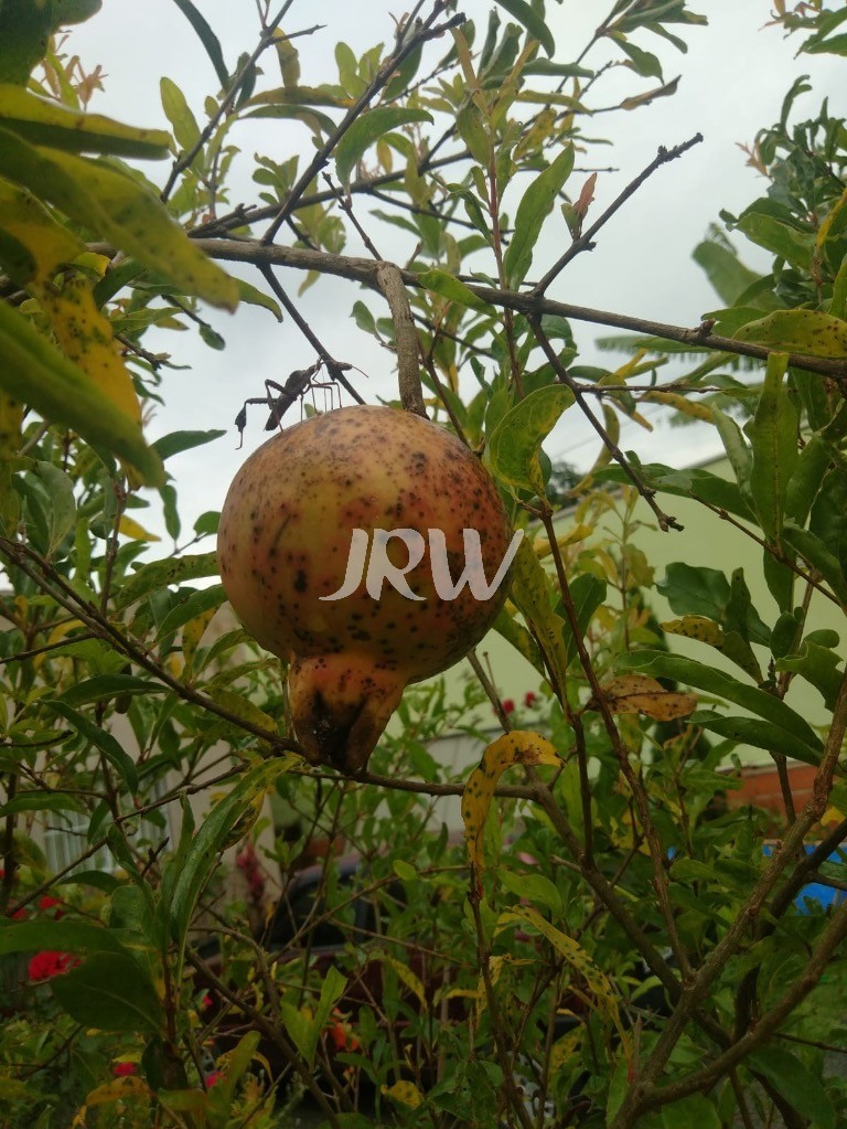 Casa, 2 quartos, 300 m² - Foto 25