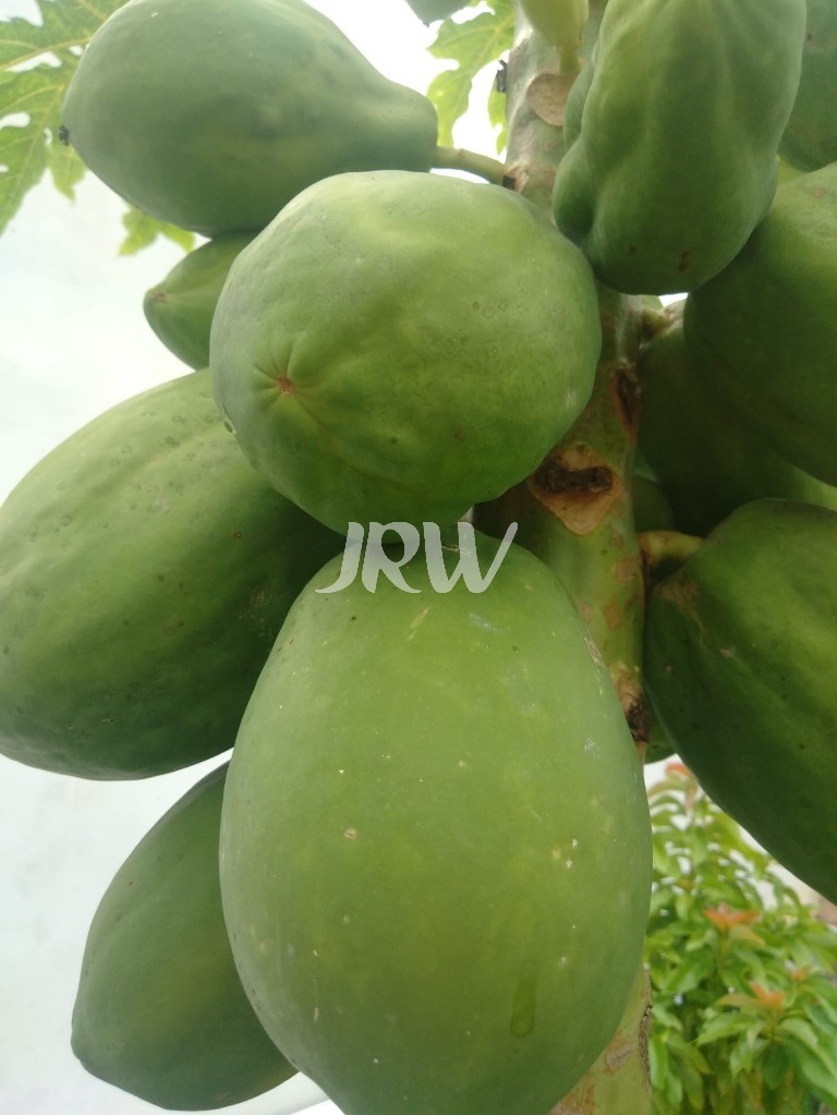 Casa, 2 quartos, 300 m² - Foto 21