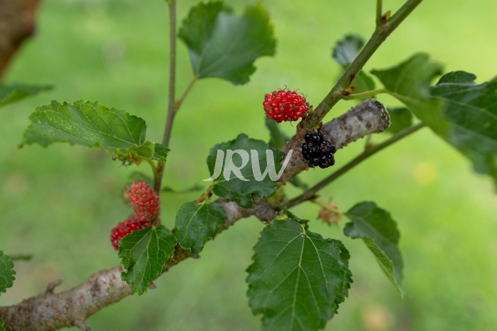 Chácara, 5 quartos, 2500 m² - Foto 25