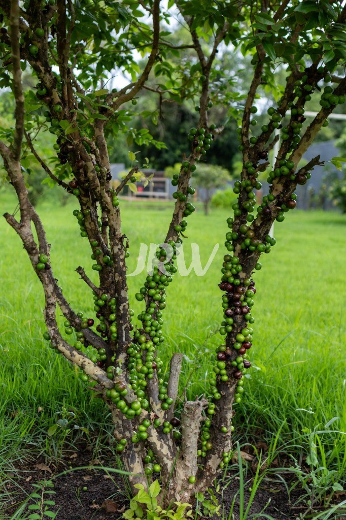 Chácara, 5 quartos, 2500 m² - Foto 22