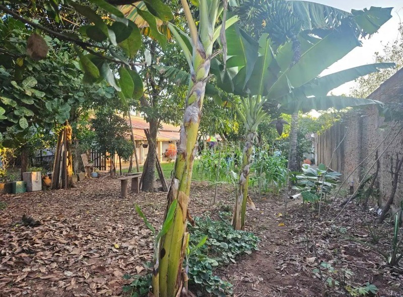 Sítio, 2 quartos, 1000 m² - Foto 3