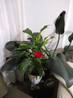 Apartamento, 2 quartos, 56 m² - Foto 17