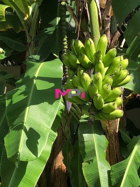 Casa de Condomínio, 3 quartos - Foto 21