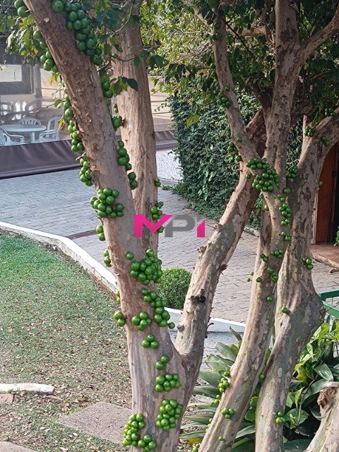 Chácara, 4 quartos, 5975 m² - Foto 25