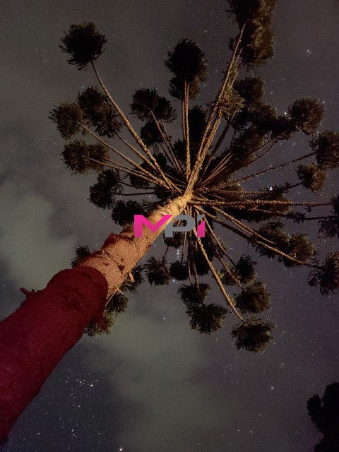 Sítio, 5 quartos, 13 hectares - Foto 7