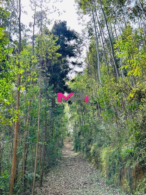 Sítio, 5 quartos, 13 hectares - Foto 5