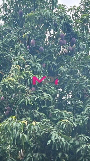 Casa de Condomínio, 3 quartos - Foto 47