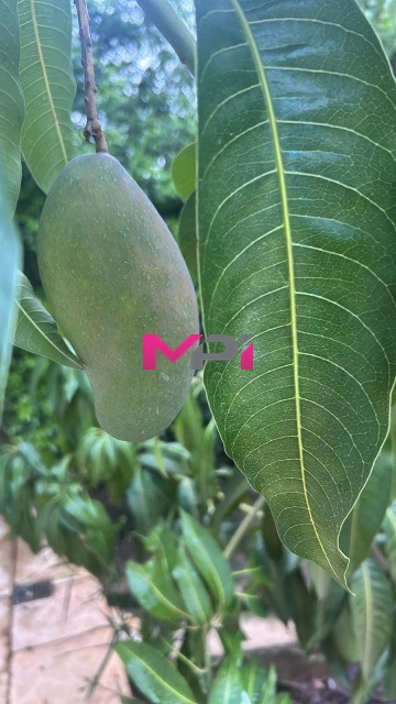 Casa de Condomínio, 3 quartos - Foto 49