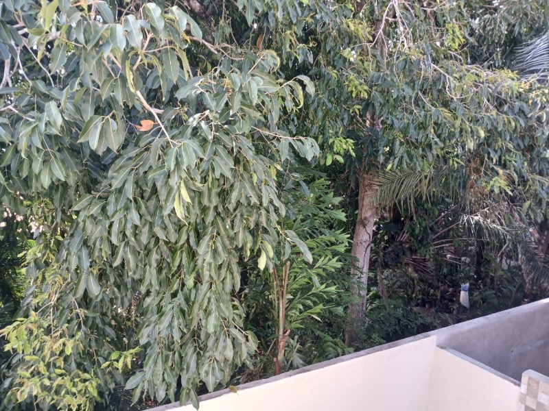 Casa, 3 quartos - Foto 23