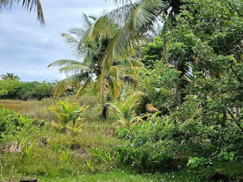 Terreno, 4 hectares - Foto 18