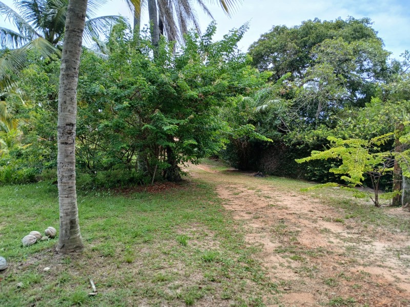 Terreno, 4 hectares - Foto 14